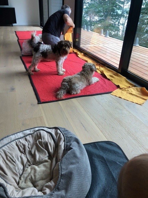 Window film installation at a MWFS client with pets eagerly looking on